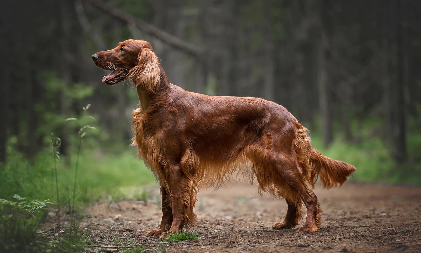 Can You Pass This Geography Quiz Where Every Question Comes With a 🐶 Dog-Related Clue? Irish Setter