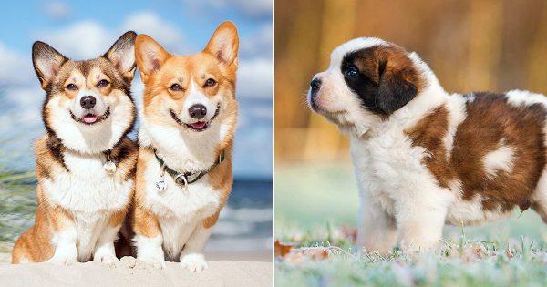 This 🐕 Dog Breeds Quiz May Be a Liiiittle Challenging, But Let’s See If You Can Score 15/20