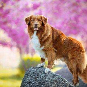 Form Team Of Dogs To Know If You're Introvert Or Extrov… Quiz Nova Scotia Duck Tolling Retriever