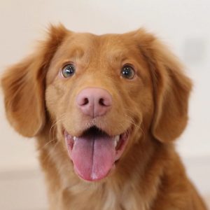 Dog Personality Quiz 🐶: What Wild Animal Are You? 🦁 Nova Scotia Duck Tolling Retriever