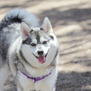 Form Team Of Dogs To Know If You're Introvert Or Extrov… Quiz Alaskan Klee Kai