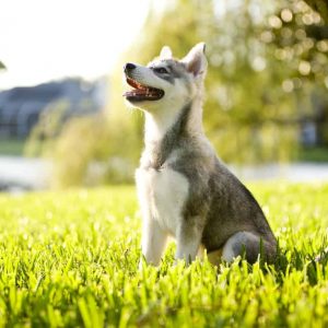 Dog Personality Quiz 🐶: What Wild Animal Are You? 🦁 Alaskan Klee Kai