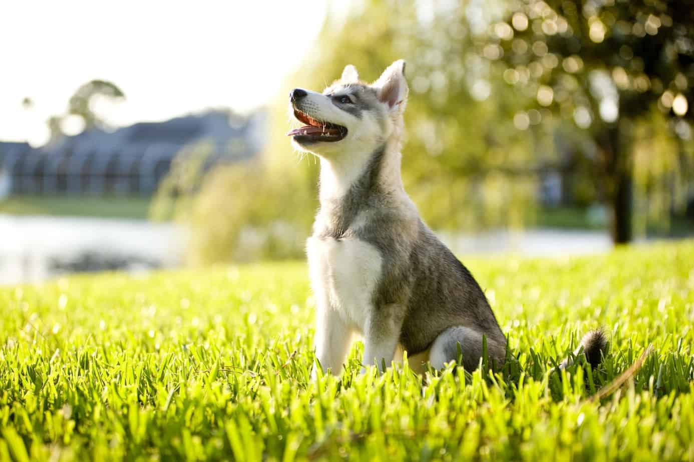 🐶 Form a Team of Dogs to Find Out If You’re an Introvert or an Extrovert Alaskan Klee Kai