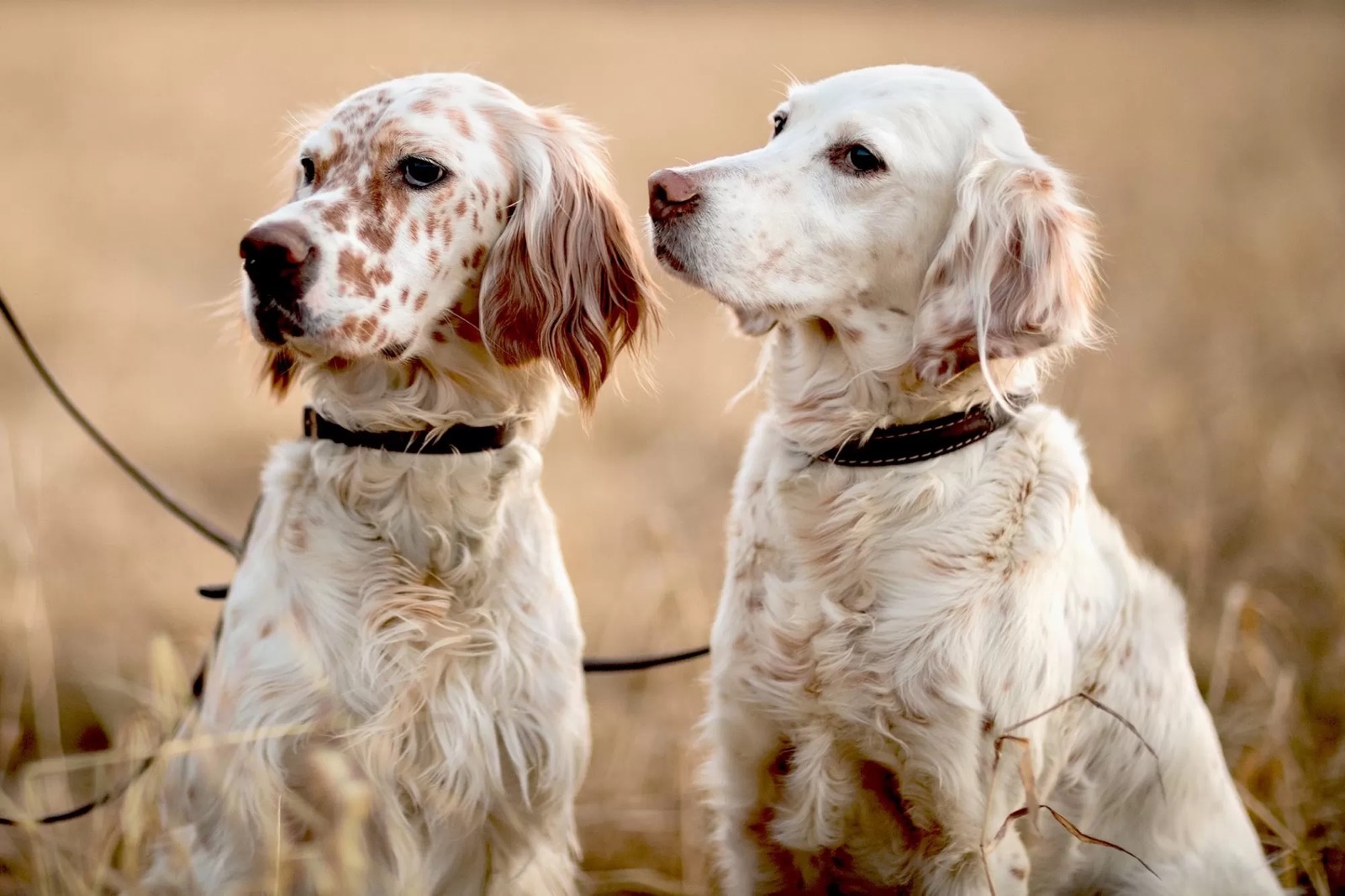 7 in 10 People Can’t Identity More Than 15 of These Dog Breeds 🐕 — Let’s See If You Can Do It English Setters