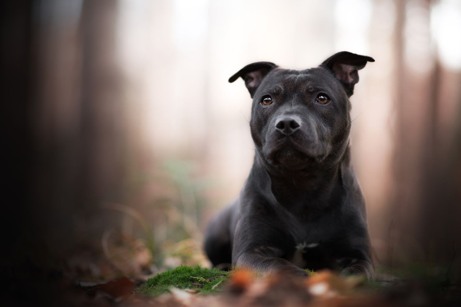 It’s OK If You Don’t Know That Many Dog Breeds. 🐶 Take This Quiz to See Some Pups Anyway Staffordshire Bull Terrier