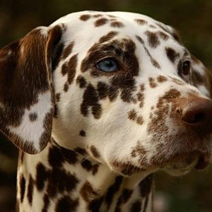 Which Big Dog And Small Dog Are You A Combination Of? 🐶 Dalmatian