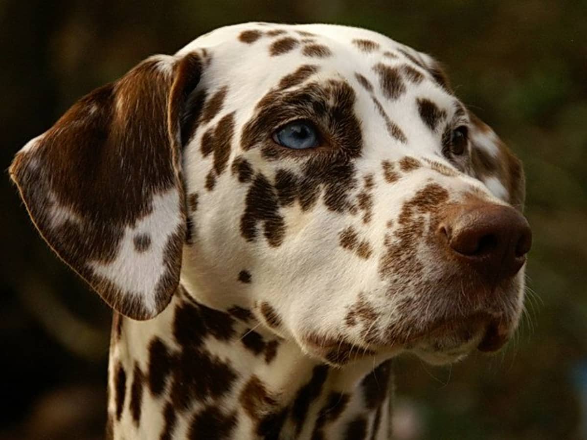 🐶 Form a Team of Dogs to Find Out If You’re an Introvert or an Extrovert Dalmatian