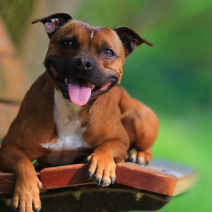 Dog Personality Quiz 🐶: What Wild Animal Are You? 🦁 Staffordshire Bull Terrier