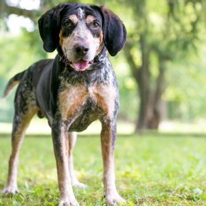 Dog Personality Quiz 🐶: What Wild Animal Are You? 🦁 Bluetick Coonhound
