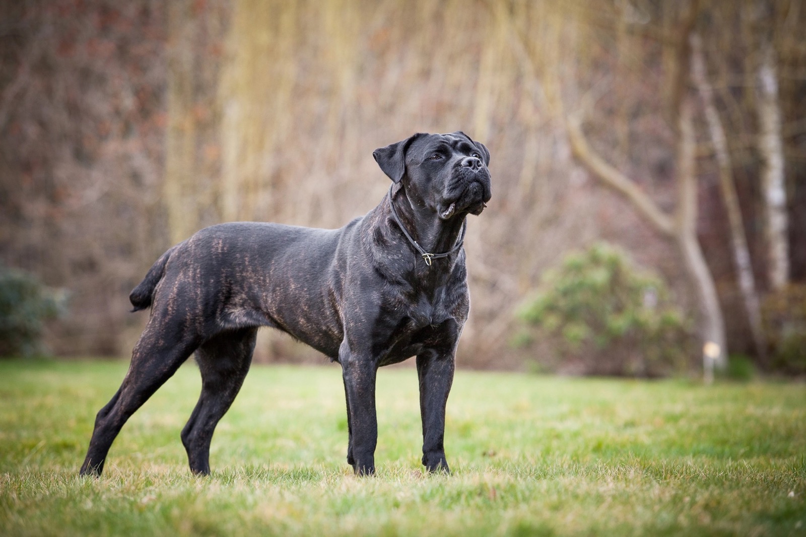 7 in 10 People Can’t Identity More Than 15 of These Dog Breeds 🐕 — Let’s See If You Can Do It Cane Corso