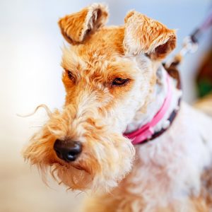 Dog Personality Quiz 🐶: What Wild Animal Are You? 🦁 Wire Fox Terrier