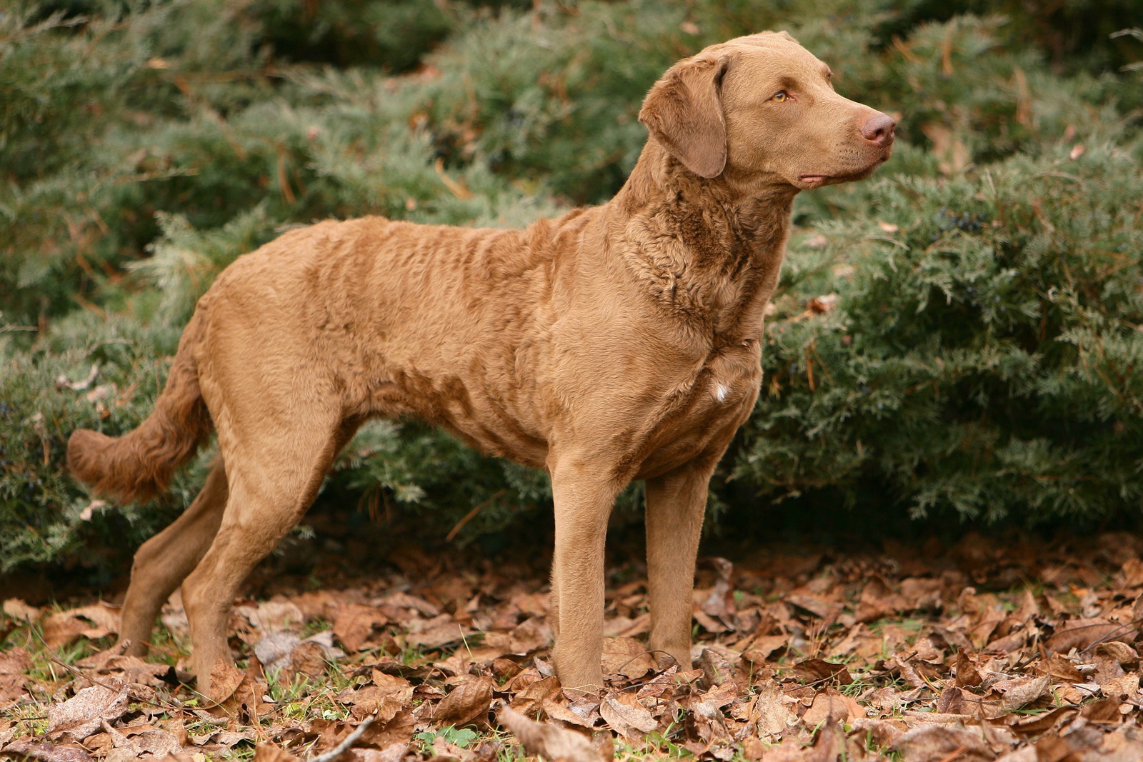 7 in 10 People Can’t Identity More Than 15 of These Dog Breeds 🐕 — Let’s See If You Can Do It Chesapeake Bay Retriever