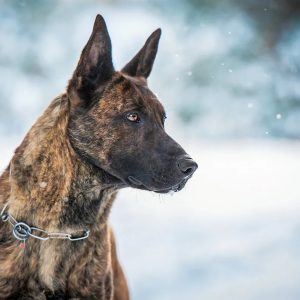 Form Team Of Dogs To Know If You're Introvert Or Extrov… Quiz Dutch Shepherd Dog