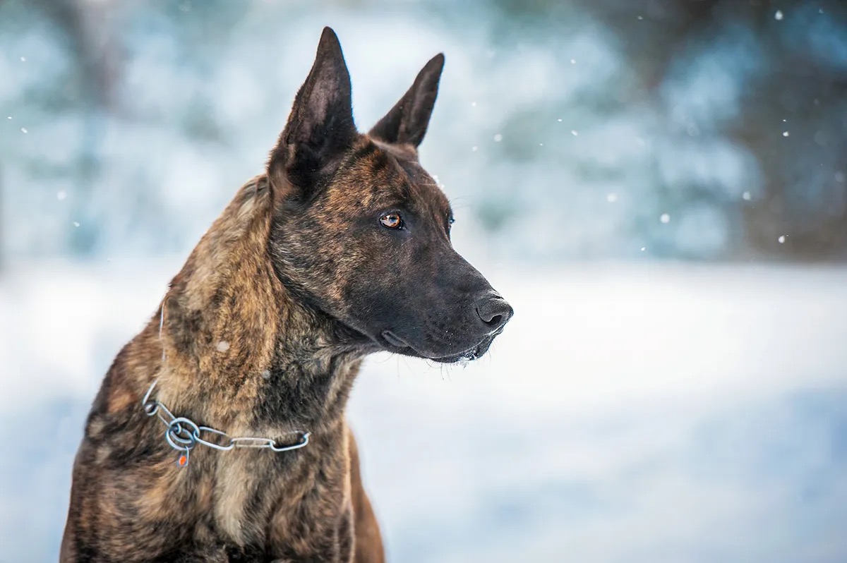 7 in 10 People Can’t Identity More Than 15 of These Dog Breeds 🐕 — Let’s See If You Can Do It Dutch Shepherd Dog