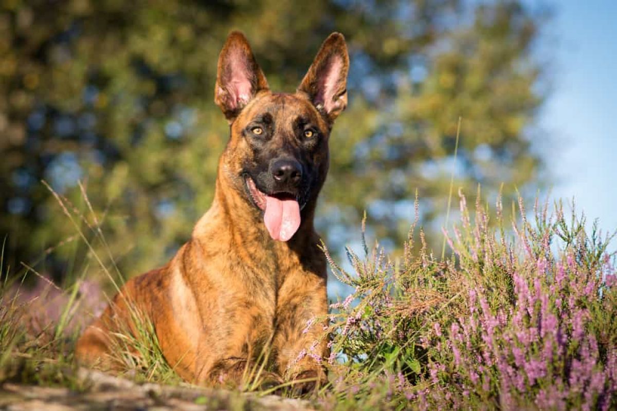 Can You Pass This Geography Quiz Where Every Question Comes With a 🐶 Dog-Related Clue? Dutch Shepherd Dog