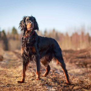 Dog Personality Quiz 🐶: What Wild Animal Are You? 🦁 Gordon Setter