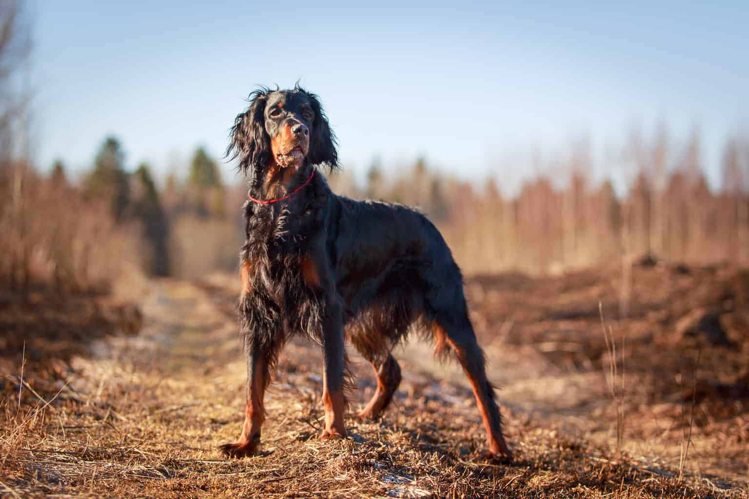 🐶 Form a Team of Dogs to Find Out If You’re an Introvert or an Extrovert Gordon Setter