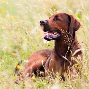 Only Someone Who Eats, Sleeps, & Breathes Trivia Can Pass This Quiz Redbone Coonhound