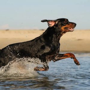 Form Team Of Dogs To Know If You're Introvert Or Extrov… Quiz Black and Tan Coonhound
