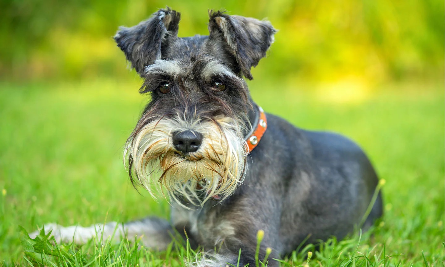 7 in 10 People Can’t Identity More Than 15 of These Dog Breeds 🐕 — Let’s See If You Can Do It Miniature Schnauzer