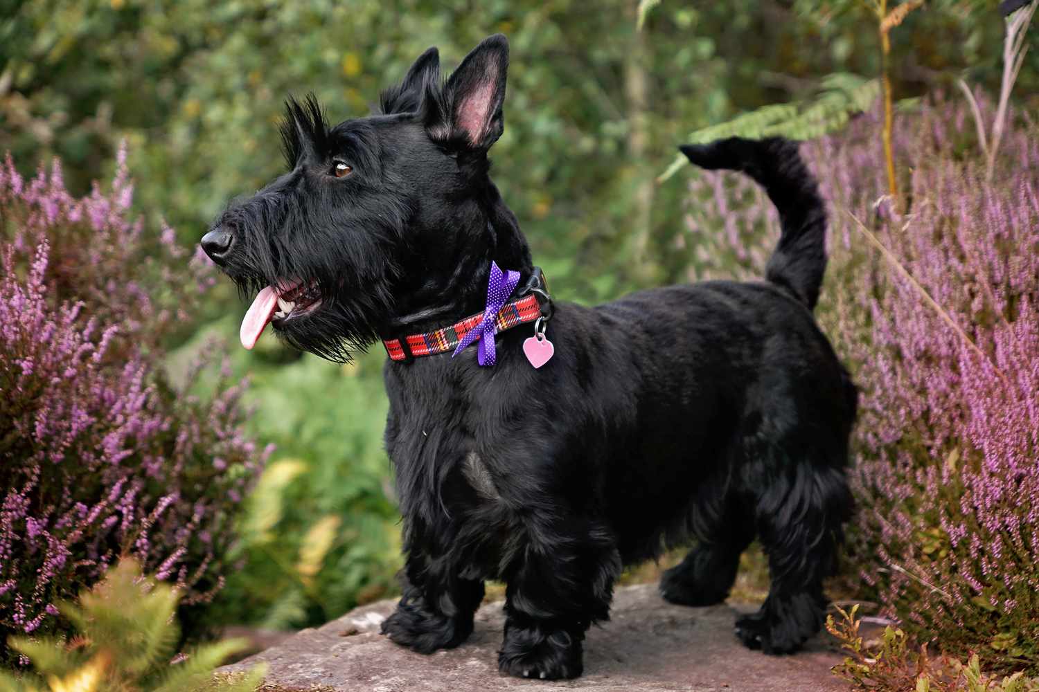 7 in 10 People Can’t Identity More Than 15 of These Dog Breeds 🐕 — Let’s See If You Can Do It Scottish Terrier or Scottie