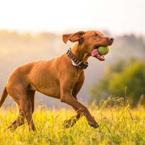 Dog Personality Quiz 🐶: What Wild Animal Are You? 🦁 Hungarian Vizsla