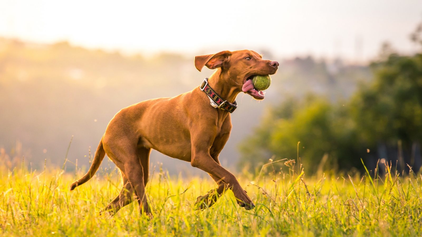 Can You Pass This Geography Quiz Where Every Question Comes With a 🐶 Dog-Related Clue? Hungarian Vizsla