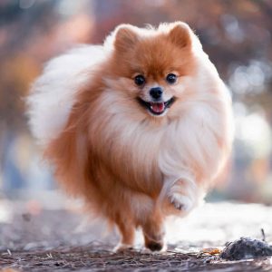 Dog Personality Quiz 🐶: What Wild Animal Are You? 🦁 Pomeranian