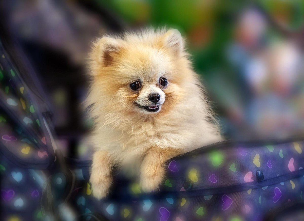 7 in 10 People Can’t Identity More Than 15 of These Dog Breeds 🐕 — Let’s See If You Can Do It Pomeranian