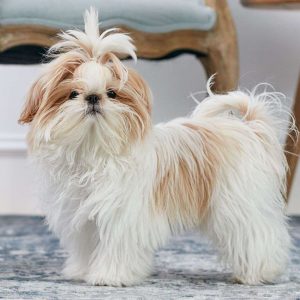 Cozy Things Trivia Questions And Answers Quiz Shih Tzu