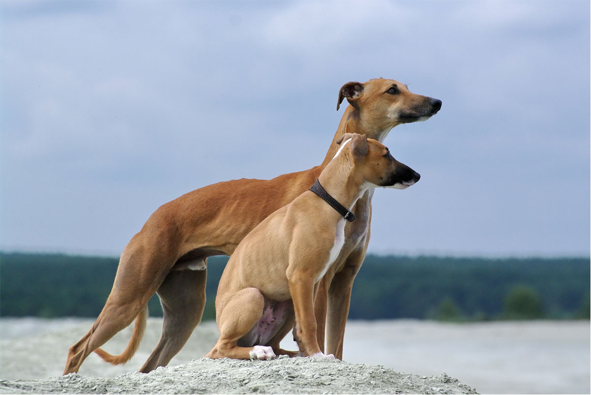 7 in 10 People Can’t Identity More Than 15 of These Dog Breeds 🐕 — Let’s See If You Can Do It Whippets