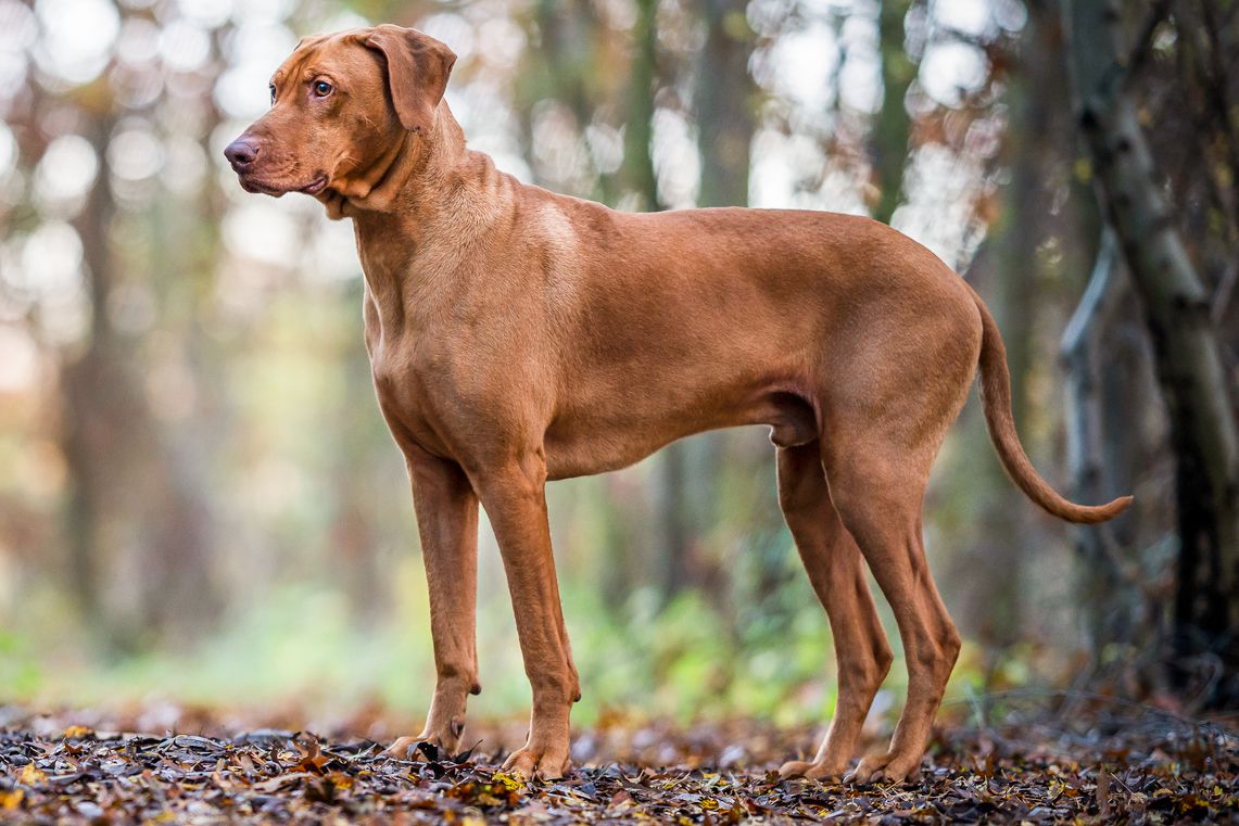 Can You Identify These 20 Dog Breeds 🐕 from Just One Picture? Rhodesian Ridgeback
