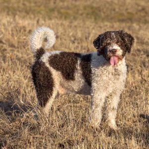 Dog Personality Quiz 🐶: What Wild Animal Are You? 🦁 Spanish Water Dog