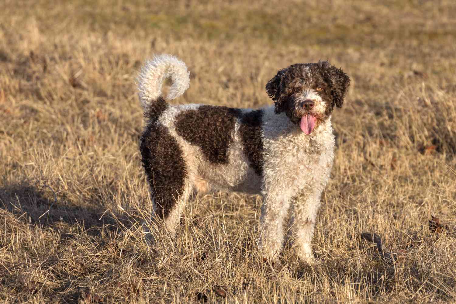 Can You Identify These 20 Dog Breeds 🐕 from Just One Picture? Spanish Water Dog