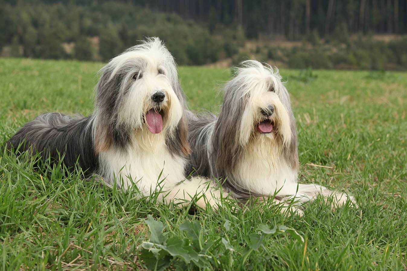 Can You Identify These 20 Dog Breeds 🐕 from Just One Picture? Bearded Collies