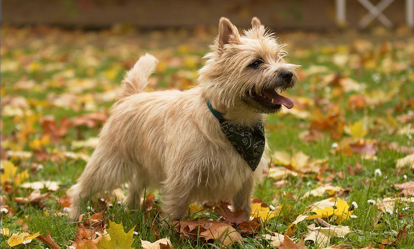 Can You Identify These 20 Dog Breeds 🐕 from Just One Picture? Cairn Terrier