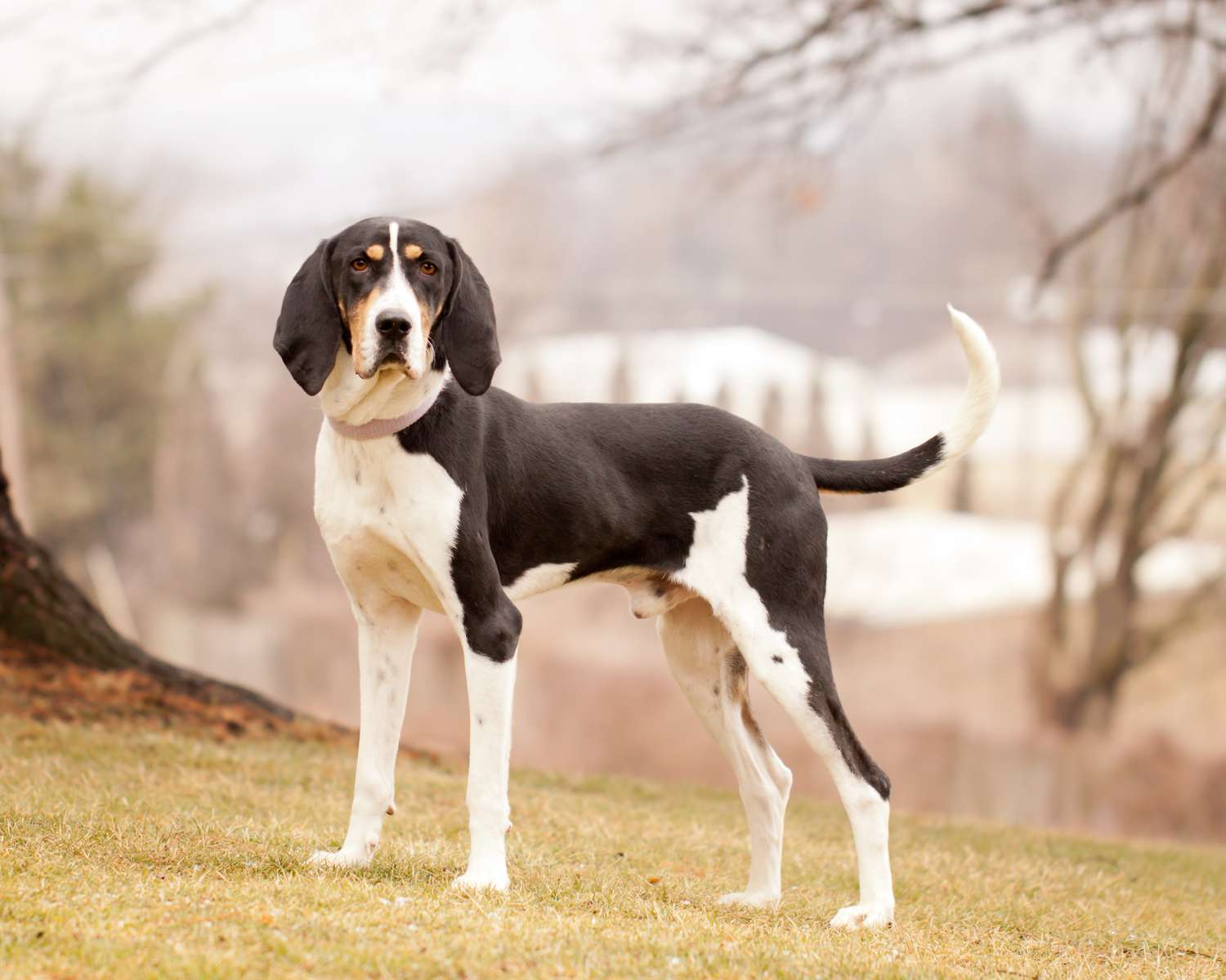 Can You Identify These 20 Dog Breeds 🐕 from Just One Picture? Treeing Walker Coonhound