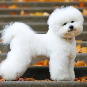 Dog Personality Quiz 🐶: What Wild Animal Are You? 🦁 Bichon Frisé