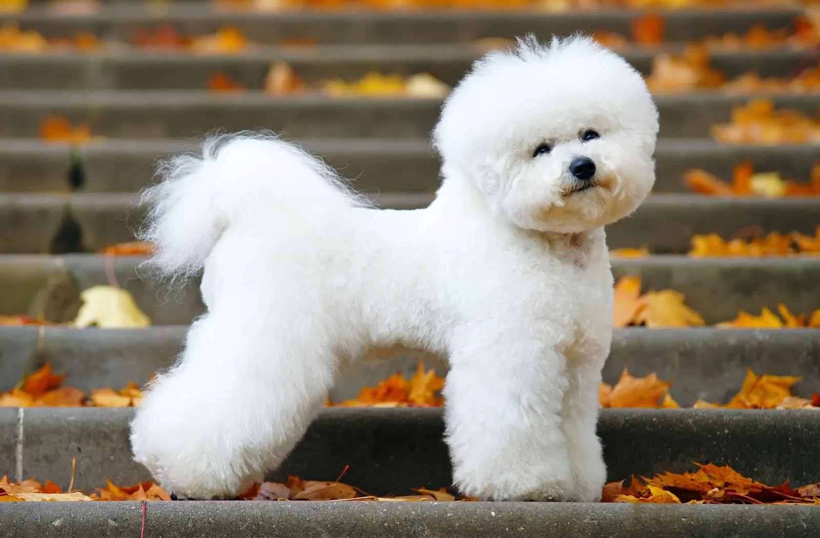 Can You Identify These 20 Dog Breeds 🐕 from Just One Picture? Bichon Frise