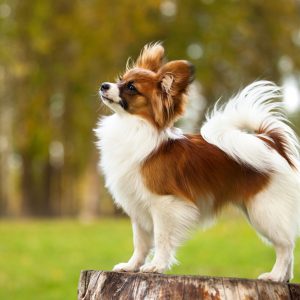Form Team Of Dogs To Know If You're Introvert Or Extrov… Quiz Papillon