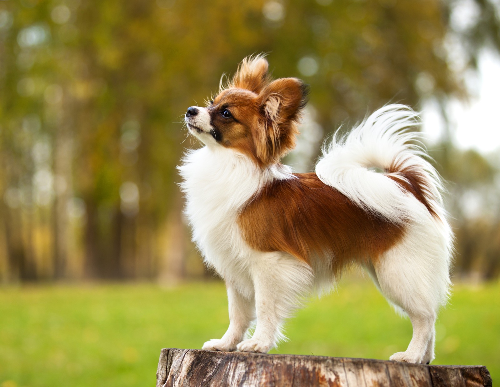 Can You Identify These 20 Dog Breeds 🐕 from Just One Picture? Papillon dog