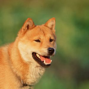 Dog Personality Quiz 🐶: What Wild Animal Are You? 🦁 Korean Jindo