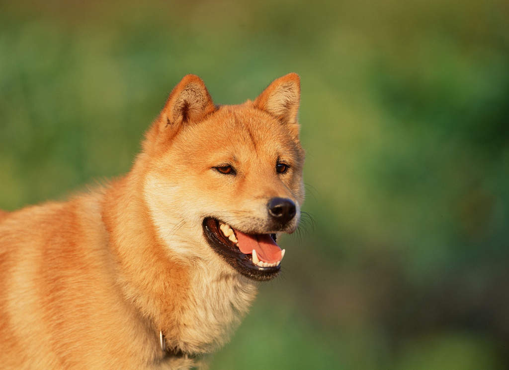 🐶 Form a Team of Dogs to Find Out If You’re an Introvert or an Extrovert Korean Jindo