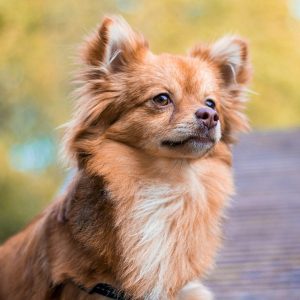 Dog Personality Quiz 🐶: What Wild Animal Are You? 🦁 Pomchi