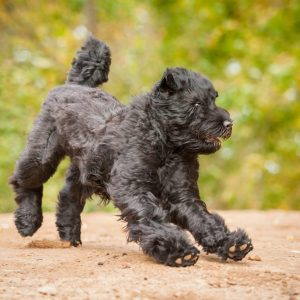 Dog Personality Quiz 🐶: What Wild Animal Are You? 🦁 Black Russian Terrier