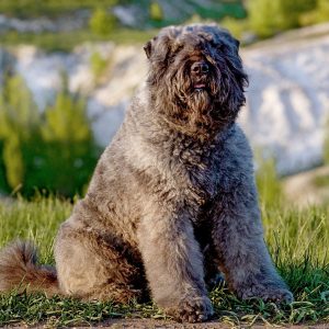 Dog Personality Quiz 🐶: What Wild Animal Are You? 🦁 Bouvier des Flandres