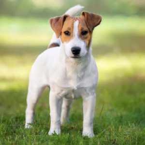 Dog Personality Quiz 🐶: What Wild Animal Are You? 🦁 Parson Russell Terrier