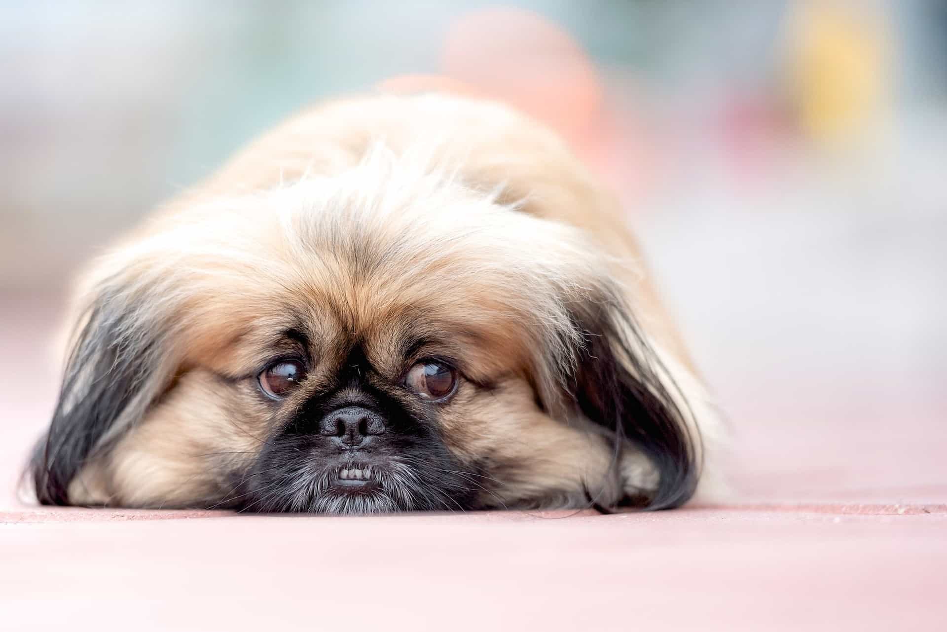 Can You Pass This Geography Quiz Where Every Question Comes With a 🐶 Dog-Related Clue? Pekingese
