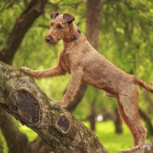 Form Team Of Dogs To Know If You're Introvert Or Extrov… Quiz Irish Terrier