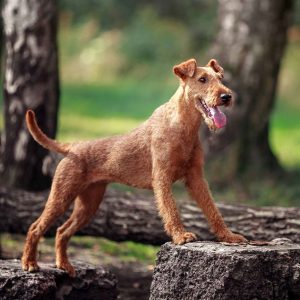 Dog Personality Quiz 🐶: What Wild Animal Are You? 🦁 Irish Terrier